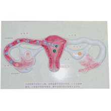 Spermienentwicklung in der Uterusbühne Beschreibung Menschliches Anatomiemodell (R110403)